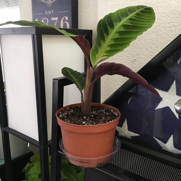 Plant image Calathea warscewiczii