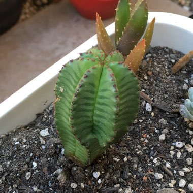 Euphorbia anoplia