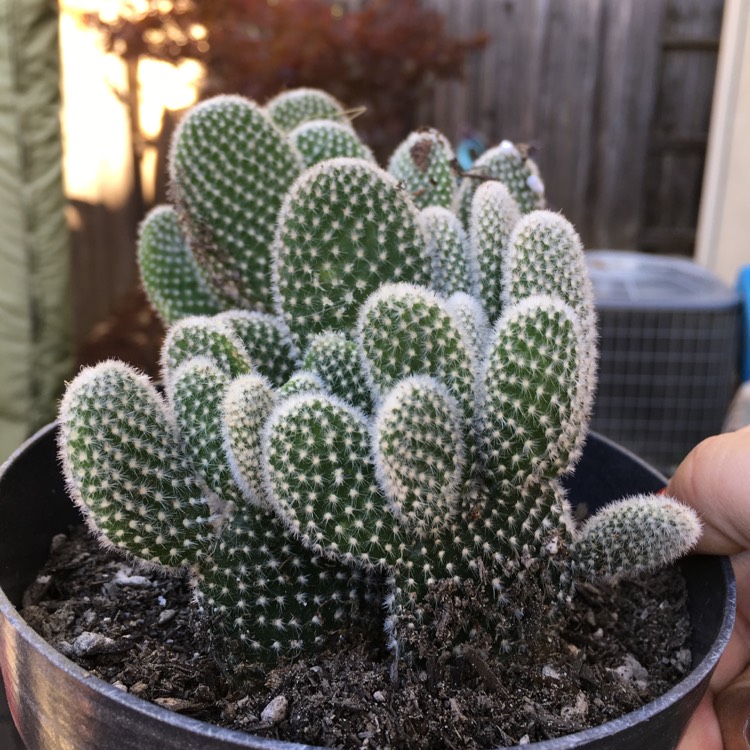 Plant image Opuntia microdasys albata