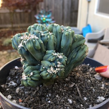 Cereus forbesii monstrose 'Ming Thing'