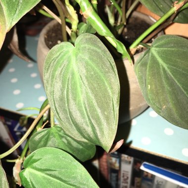 Philodendron micans