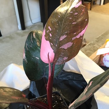 Philodendron 'Pink Princess' syn. Philodendron erubescens 'Pink Princess'