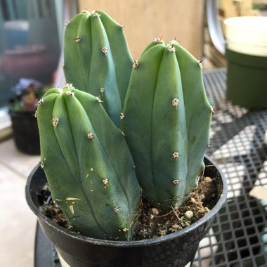 Myrtillocactus geometrizans