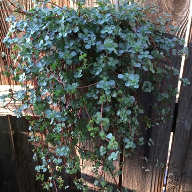 Pilea glauca 'Red Stem Tears'