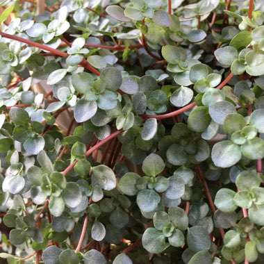 Pilea glauca 'Red Stem Tears'