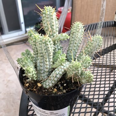 Euphorbia mammillaris 'Variegata'