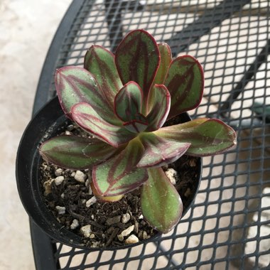 Echeveria Nodulosa