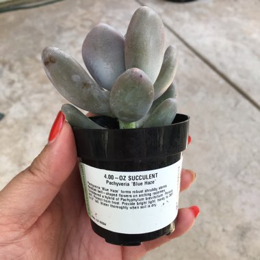 Pachyphytum Blue Haze