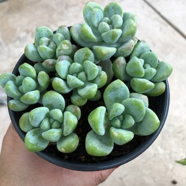 Sedum treleasei