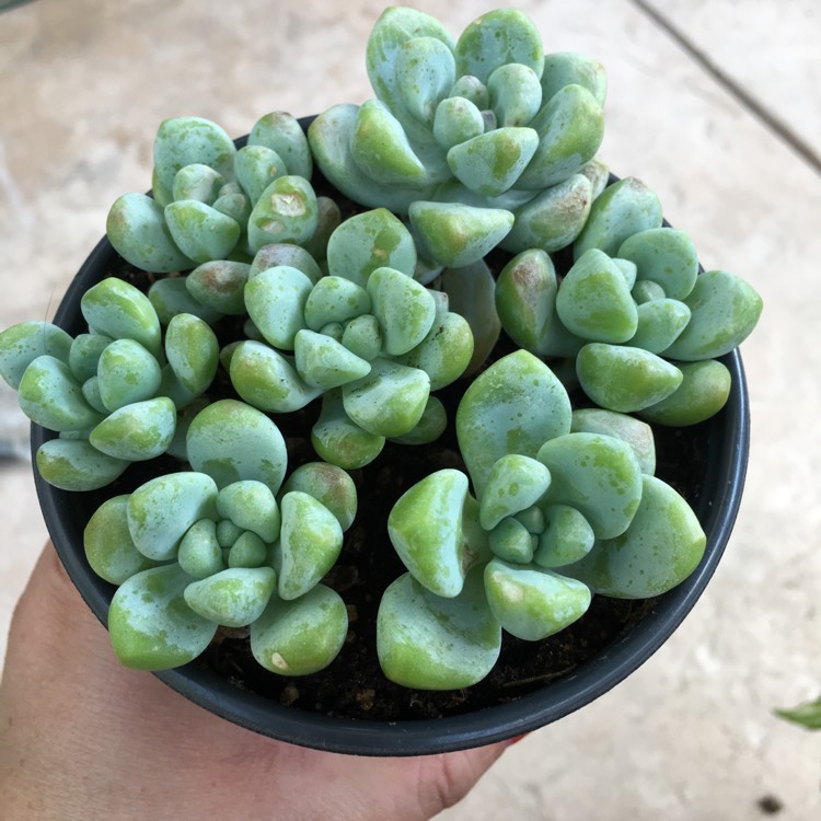 Plant image Sedum treleasei