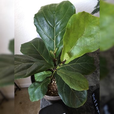 Ficus lyrata