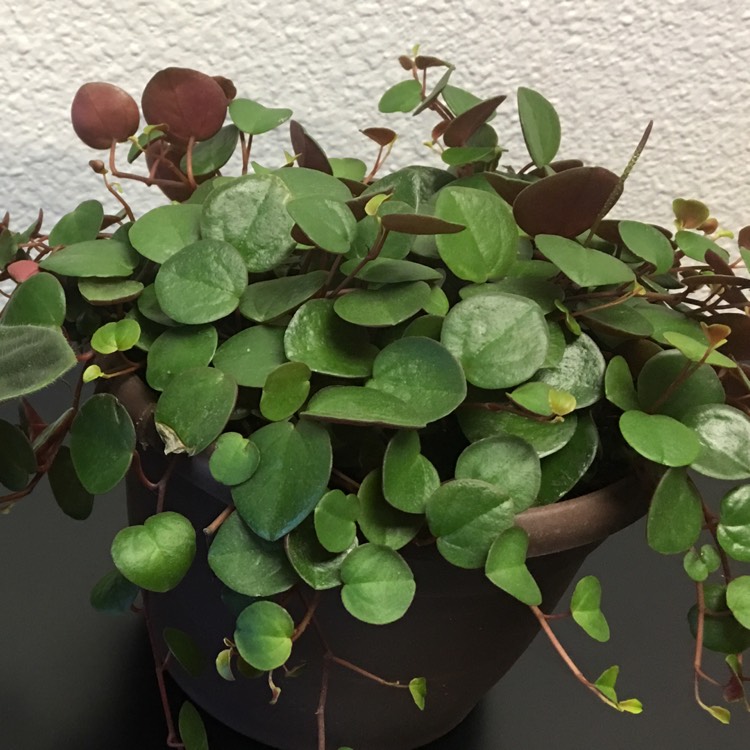 Plant image Peperomia 'Ruby Cascade'