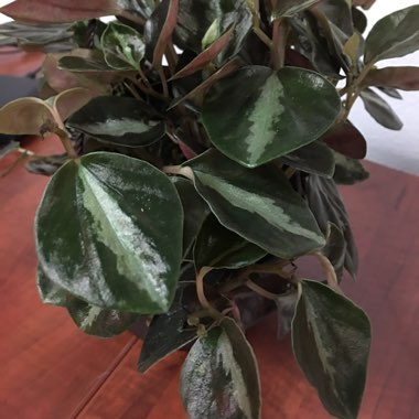 Peperomia Metallica V. Columbiana