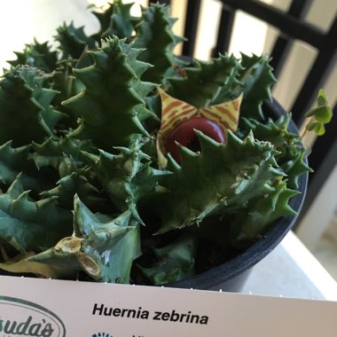 Huernia Zebrina