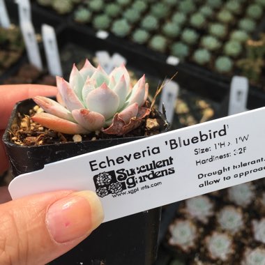 Echeveria Blue Bird