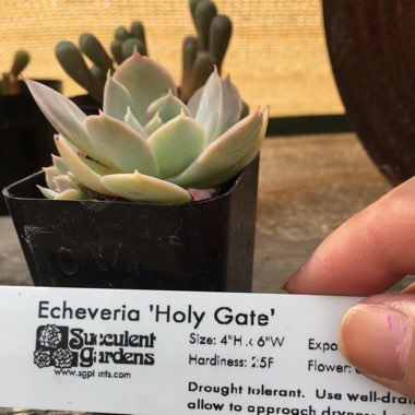 Echeveria Holy Gate