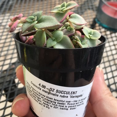 Crassula Pellucida subsp. Marginalis