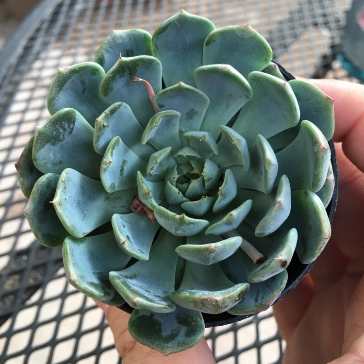 Plant image Echeveria Azulita