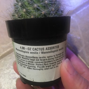 Mammillaria senilis syn. Mamillopsis senilis