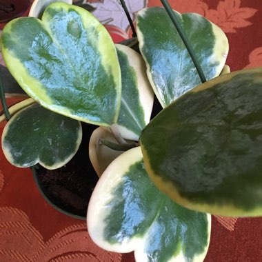 Hoya kerrii 'Albomarginata'