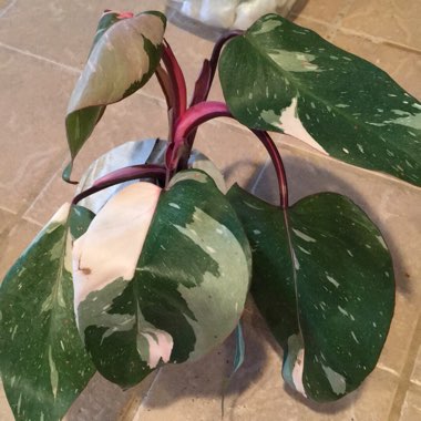 Philodendron 'Pink Princess' syn. Philodendron erubescens 'Pink Princess'