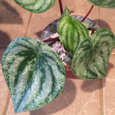 Peperomia argyreia 'Harmony's Gold Dust Woman'