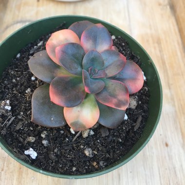 Echeveria Chroma