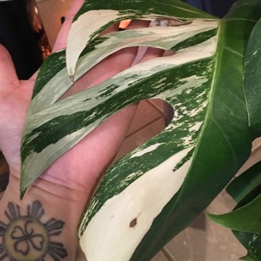 Monstera deliciosa 'Variegata'