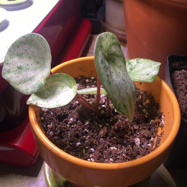 Peperomia argyreia 'Harmony's Gold Dust Woman'