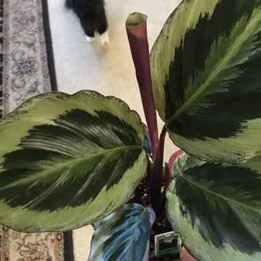 Calathea Sanderiana 'Julia'