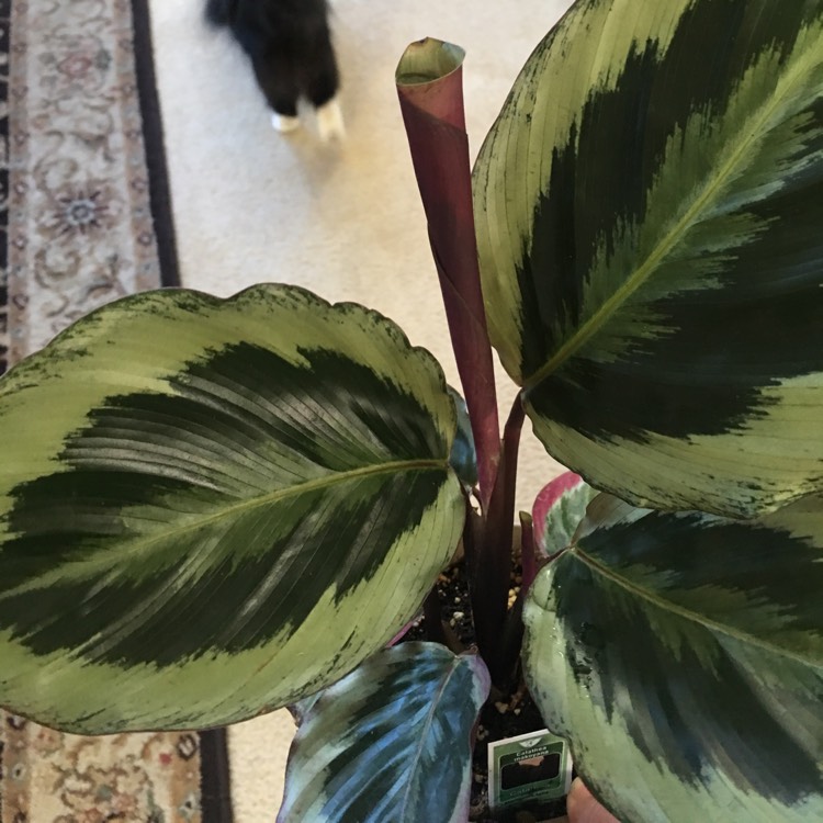 Plant image Calathea Sanderiana 'Julia'