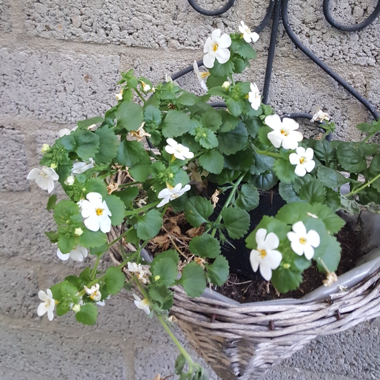 Plant image Sutera cordata 'Snowflake' syn. Bacopa cordata 'Snowflake'