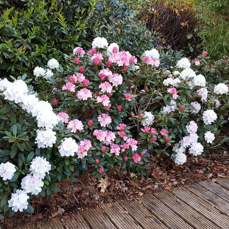 Plant image Rhododendron 'Dreamland'