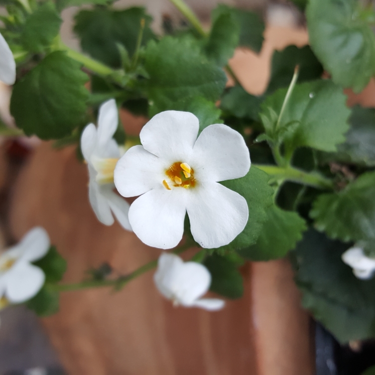 Plant image Sutera cordata 'Snowflake' syn. Bacopa cordata 'Snowflake'