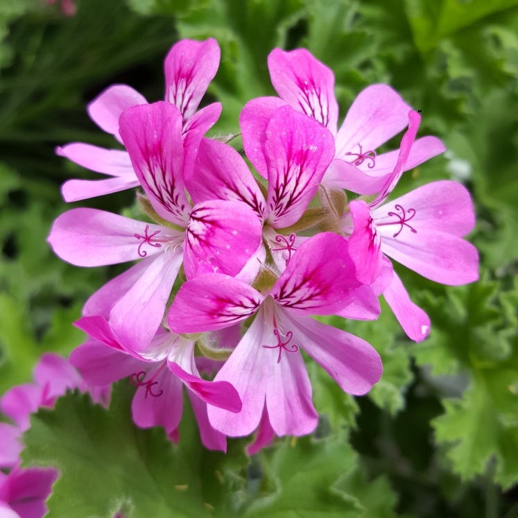 Plant image Pelargonium 'Pink Capricorn' syn. Pelargonium 'Pink Capitatum'