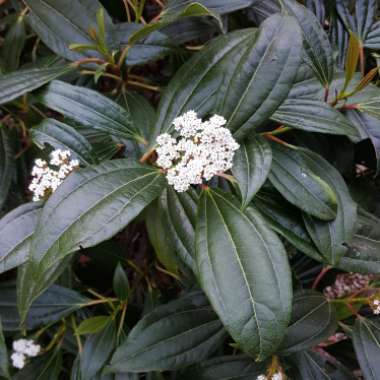 David Viburnum