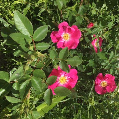 Rose 'William Baffin' (Climbing Kordesii)