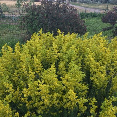 Lady's Bedstraw