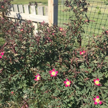 Rose (Species) Red-leaved Rose