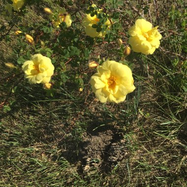 Rose 'Harison's Yellow' (Spinosissima Hybrid)