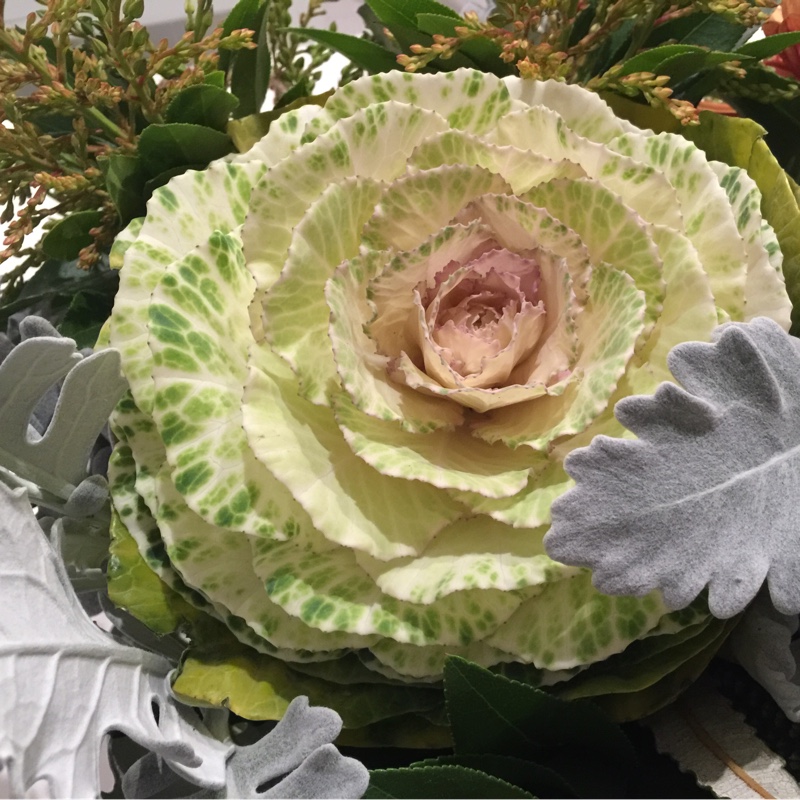 Ornamental Kale