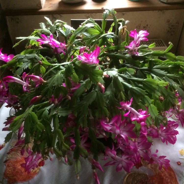 Plant image Schlumbergera truncata Autumn Cheer