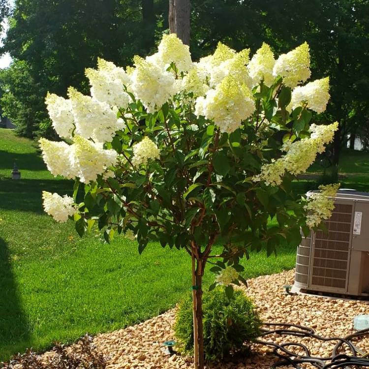 Plant image Hydrangea paniculata 'Renhy'