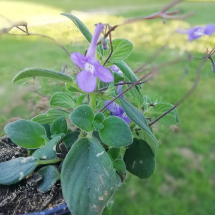 Plant image Streptocarpus caulescens