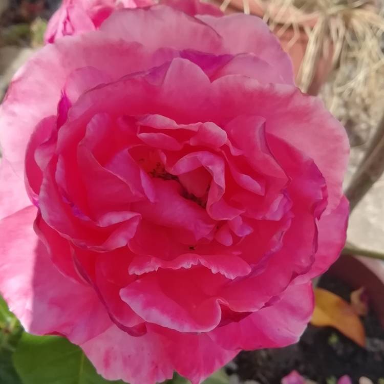 Plant image Rosa 'Special Anniversary'