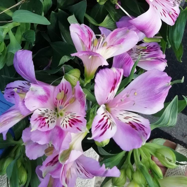 Plant image Alstroemeria 'Tespassion' (Inticancha Series) syn. Alstroemeria 'Inticancha Passion'