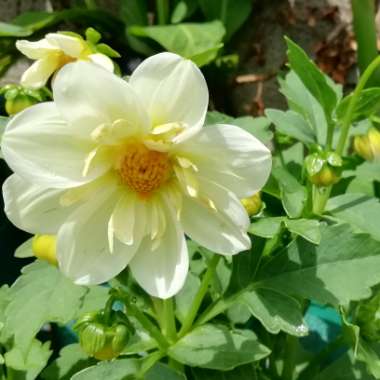 Dahlia (Bedding Varieties)