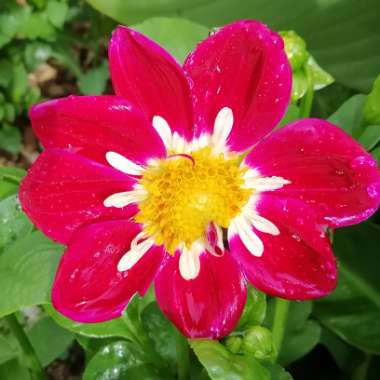 Border Dahlia