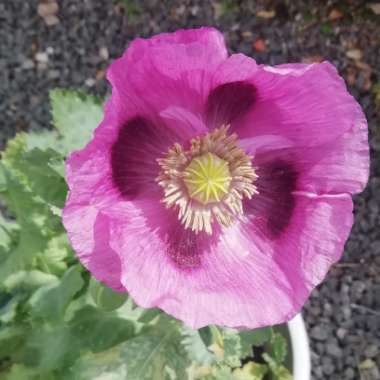 Opium Poppy 'Purple Passion'