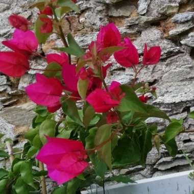 Bougainvillea